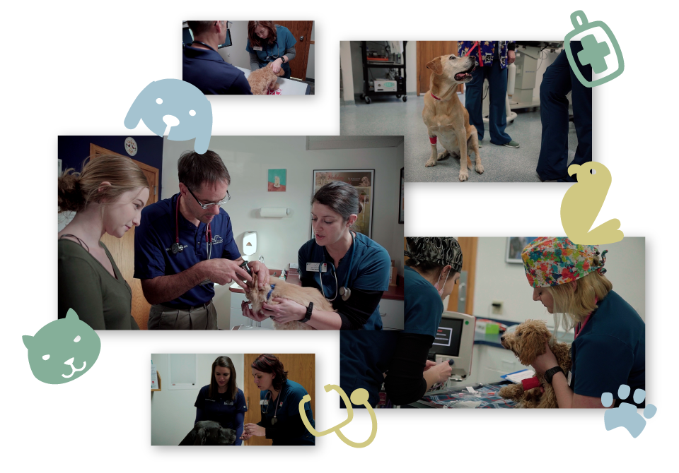 Still Collage Of Hallett Vet Videos Created By Ocreative