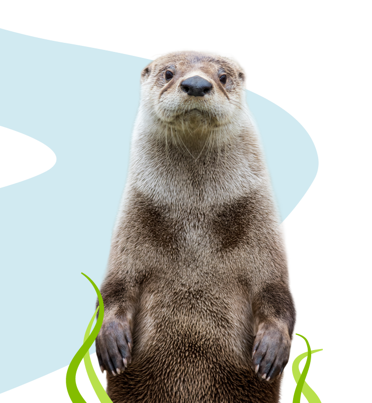 Sea Otter Graphic Made By Ocreative For Website