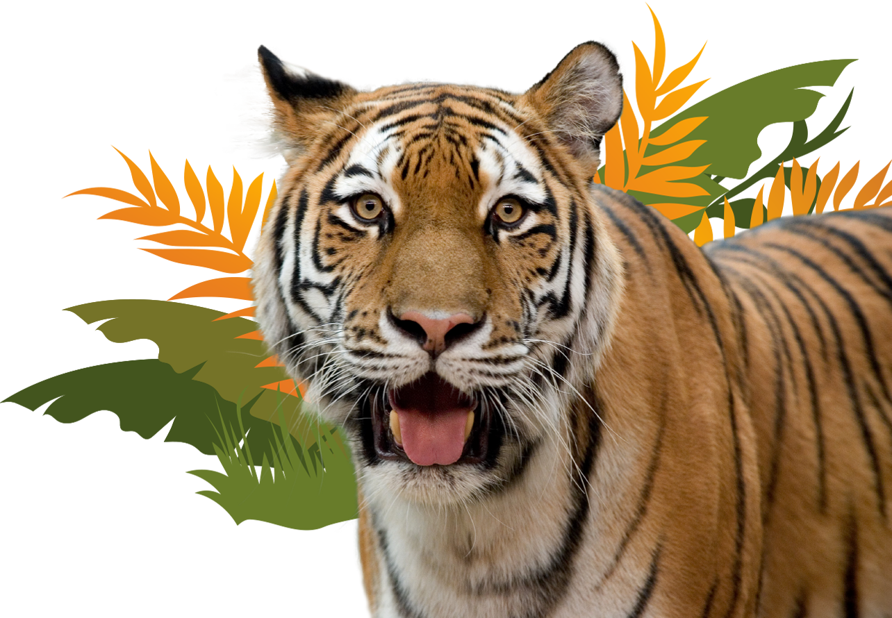 Custom Tiger Graphic