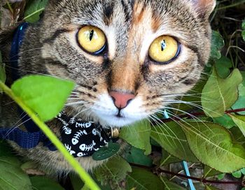 Caylinplaylist Photo01