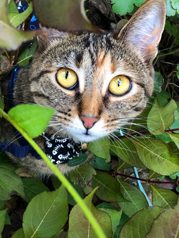 Caylinplaylist Photo01