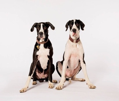 Greatdanes Large