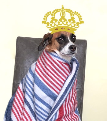 Wendy_Crown Wendy Crown