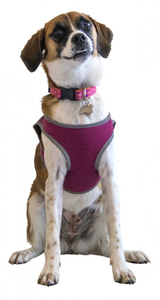 Wendy Photo 549X1030 1