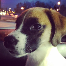 Wendy_Puppy Wendy Puppy